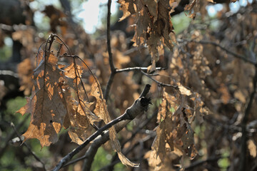 Sunlight Shining Through Dead Brown Tree Leaves in Autumn