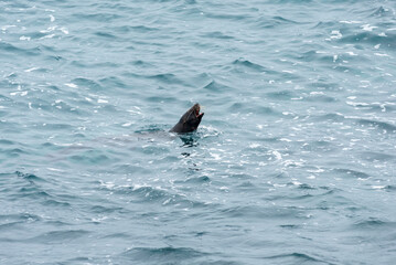 Fototapeta premium sea lions of the galapagos islands living free on the beaches and the water of the pacific sea
