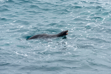 Naklejka premium sea lions of the galapagos islands living free on the beaches and the water of the pacific sea