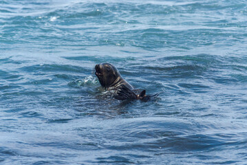 Fototapeta premium sea lions of the galapagos islands living free on the beaches and the water of the pacific sea