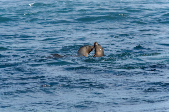 sea lions of the galapagos islands living free on the beaches and the water of the pacific sea