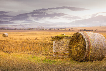 Harvesting hay from a farm, Bales of straw in the agricultural field, Bulgaria