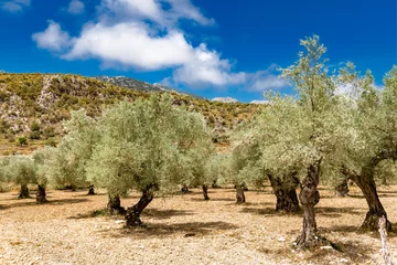 Küchenrückwand glas motiv Olive tree grove in Tramuntana mountains of Mallorca - 0687 © Wolfgang Jargstorff