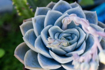 beautiful succulent name plants in blue bowl