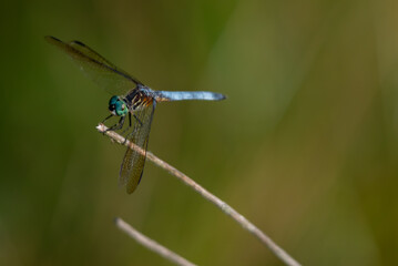 Blue Darter 4
