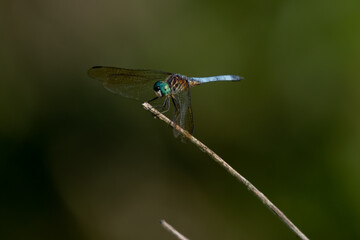 Blue Darter 3