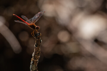 Red Dragonfly