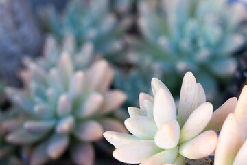 beautiful succulent name plants in blue bowl