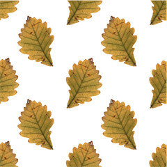 Herbarium yellow oak leaf pattern. Agriculture, eco friendly, organic farm. It's perfect for postcards, posters, banners, invitations, greeting cards, prints. Isolated on white.