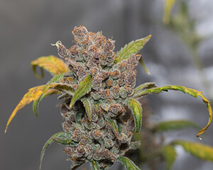 marijuana, fastbuds, banana purple punch