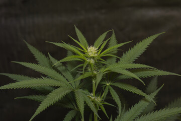 Naklejka na ściany i meble , marijuana, pot, weed, dank, grow tent, medical marijuana, isolated, leaf, nature