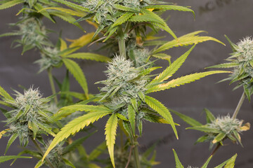 , marijuana, pot, weed, dank, grow tent, medical marijuana, isolated, leaf, nature