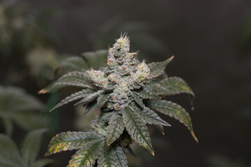 gluemo, marijuana medical marijuana