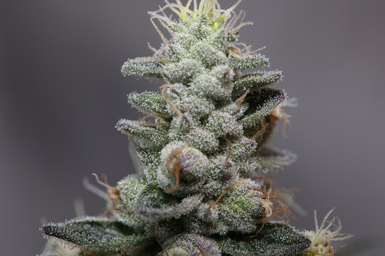 gluemo, marijuana medical marijuana