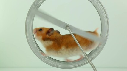 A fluffy Syrian hamster of red color runs in a wheel. 
