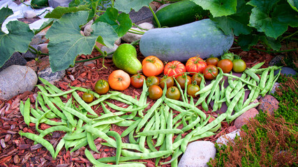 Autumn harvest of produce in the vegetable garden