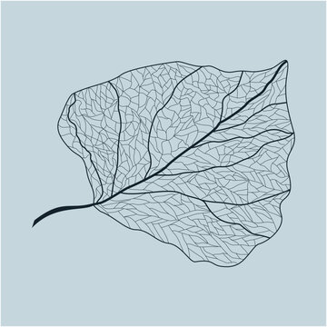 leaf of a tree illustration