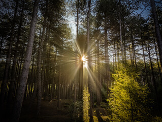 Fototapeta na wymiar sun shining through trees