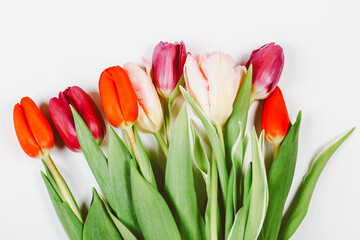 Tulips on a white background. Spring flowers