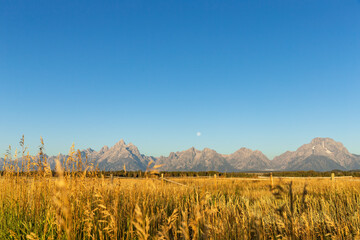 Golden field of wheat grain behind a wood log fence in front of the Grand Teton mountain range on a...