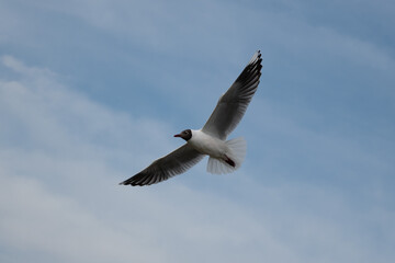 Fototapeta premium Seagull flying free through the blue sky