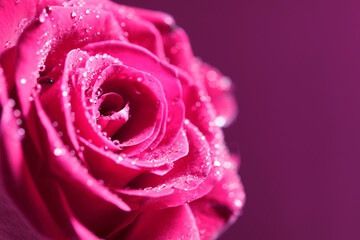 Extreme close up  of  pink rose with water drops