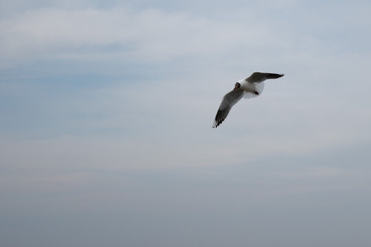 Seagull flying free through the blue sky