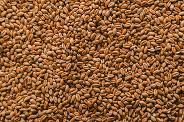 texture of whole wheat seeds