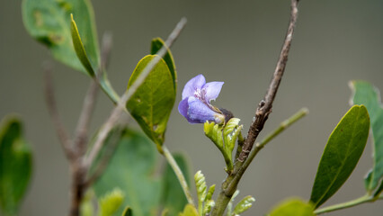 Nature Blooms