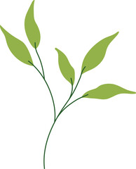 tropical leaf illustration. green house plant design element