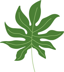 philodendron tropical leaf illustration. green house plant design element