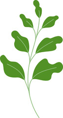 tropical leaf illustration. green house plant design element