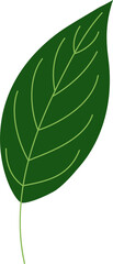 spathiphyllum tropical leaf illustration. green house plant design element