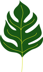 monstera tropical leaf illustration. green house plant design element