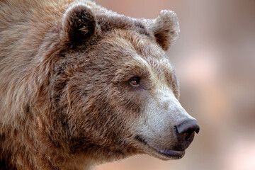 portrait of a grizzly bear