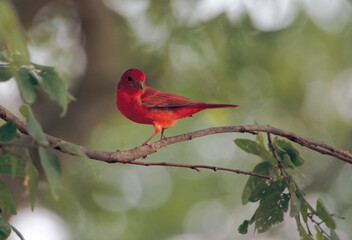 Birds Watching