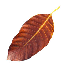 Brown dry leaf isolated on transparent background