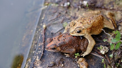 Duttaphrynus melanostictus is commonly called Asian common toad, Asian black-spined toad, common Sunda toad, and Javanese toad.