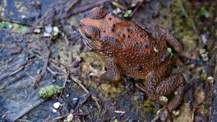 Duttaphrynus melanostictus is commonly called Asian common toad, Asian black-spined toad, common Sunda toad, and Javanese toad.