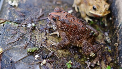 Duttaphrynus melanostictus is commonly called Asian common toad, Asian black-spined toad, common Sunda toad, and Javanese toad.