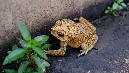 Duttaphrynus melanostictus is commonly called Asian common toad, Asian black-spined toad, common Sunda toad, and Javanese toad.