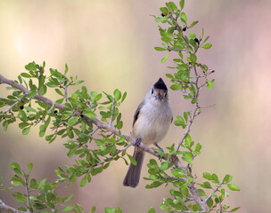 bird on a branch, Black Crested Titmouse