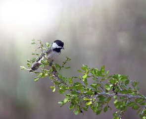 The chickadee's black cap and bib; white cheeks; gray back, wings, and tail; and whitish underside with buffy sides are distinctive.