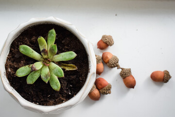 Succulent with acorns