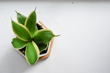 Tiny plant from above