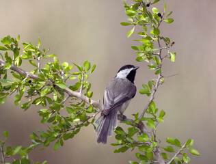 The chickadee's black cap and bib; white cheeks; gray back, wings, and tail; and whitish underside with buffy sides are distinctive.