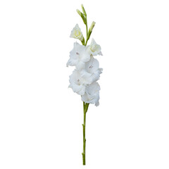 White gladiolus flower stem isolated on transparent background