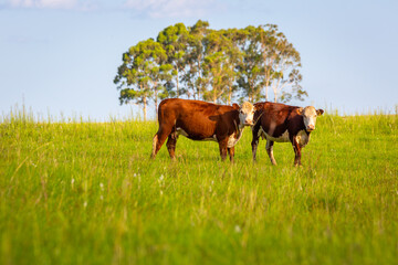 Couple of cows at sunset, Rio Grande do Sul pampa - Southern Brazil