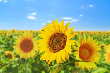 Fototapeta premium Sunflower fields in blooming, Sunflower oil production.