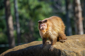 Naklejka na ściany i meble Monkey sit down looking something on his branch, Pantanal, Brazil